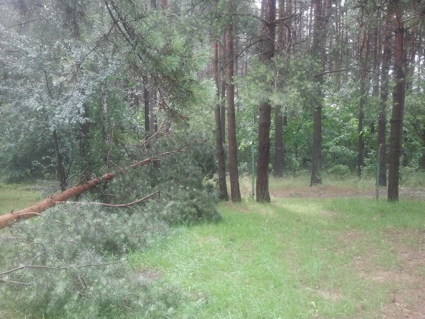 Nawałnica w Małopolsce. Połamane drzewa, zerwane dachy. Są ranni [NOWE ZDJĘCIA, WIDEO]