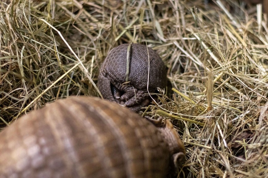 Warszawskie zoo ma nowego mieszkańca. Na świat przyszedł maleńki pancernik. Zwierzę zwinięte w kulkę mieści się na dłoni