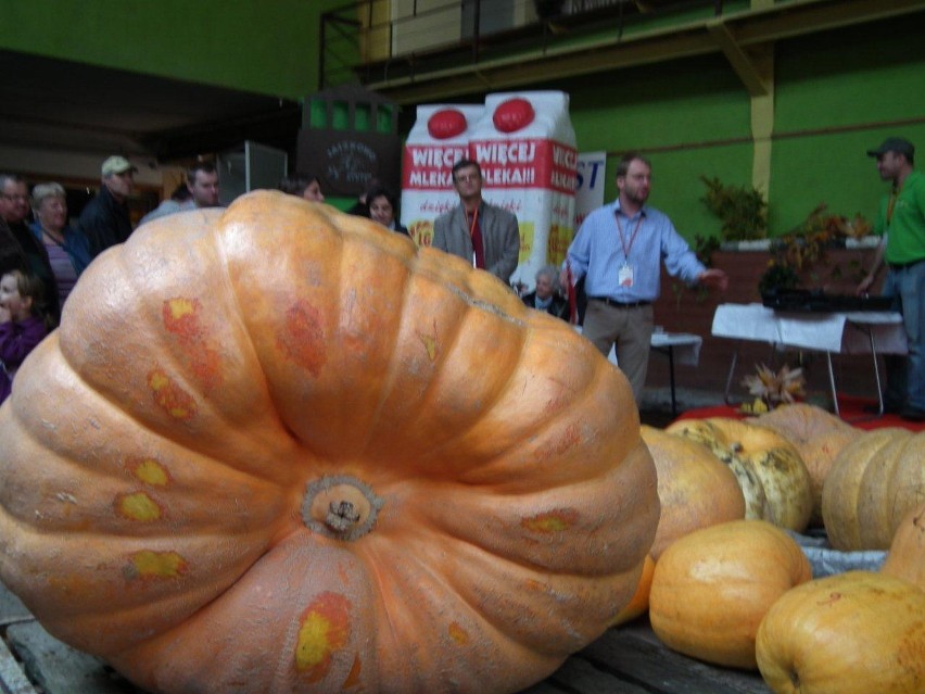 Jaszkowo: olbrzymie korbole i dobra zabawa