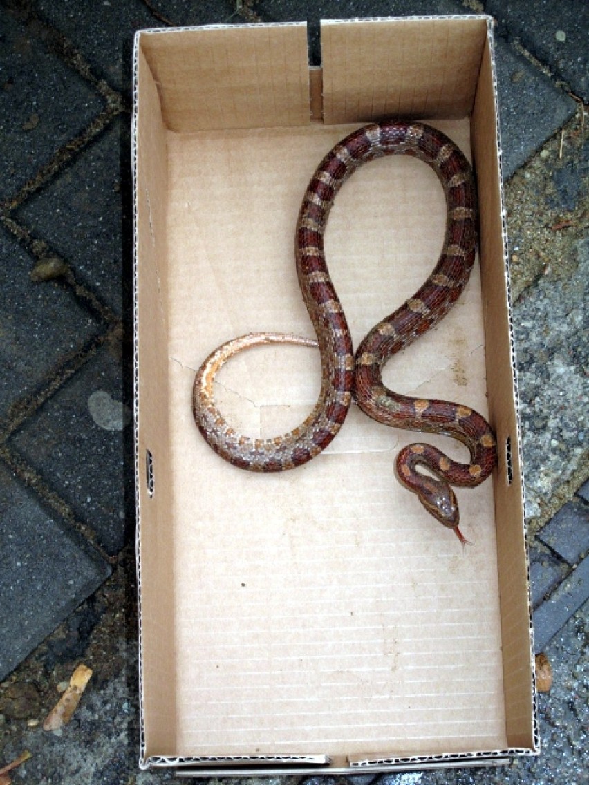 Wąż na budowie w Gdyni. Wąż znalazł opiekę w terrarium...