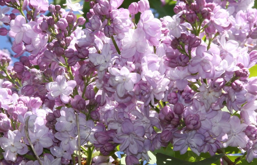 Arboretum Kórnickie zaprasza: Kwitną bzy. Zobacz je!