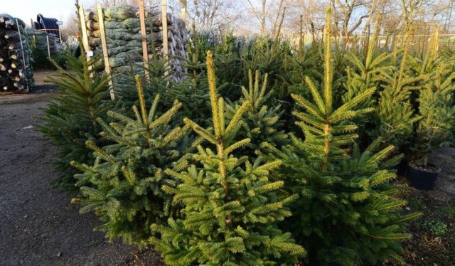 Jak co roku, świeże świąteczne drzewko można kupić od leśników.