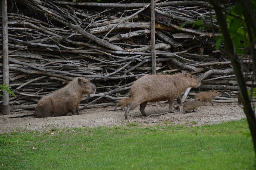 W opolskim zoo mamy młode kapibary