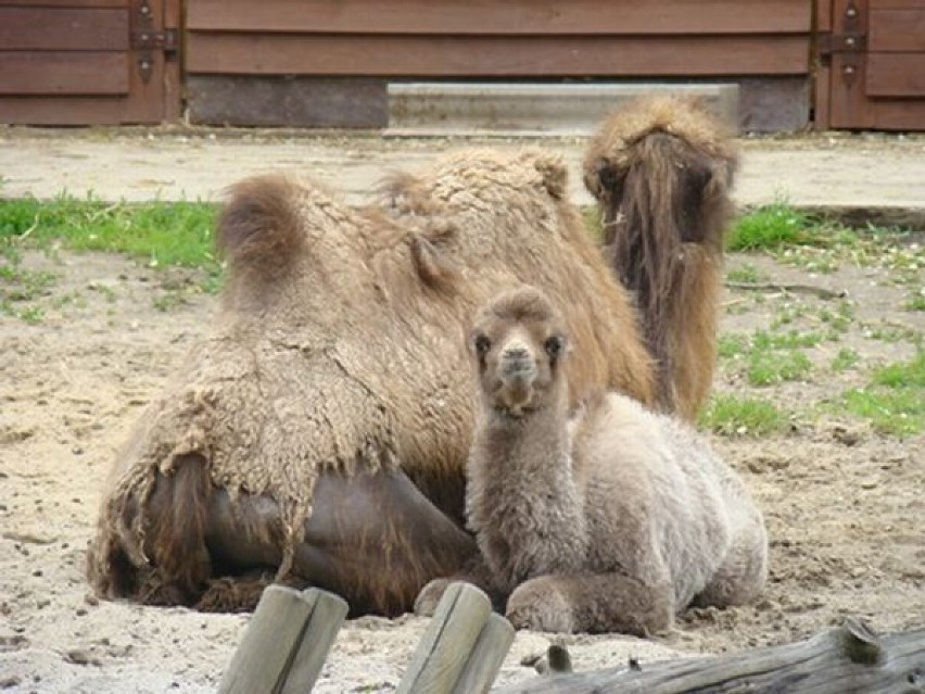 Nowi mieszkańcy przyszli na świat w śląskim zoo