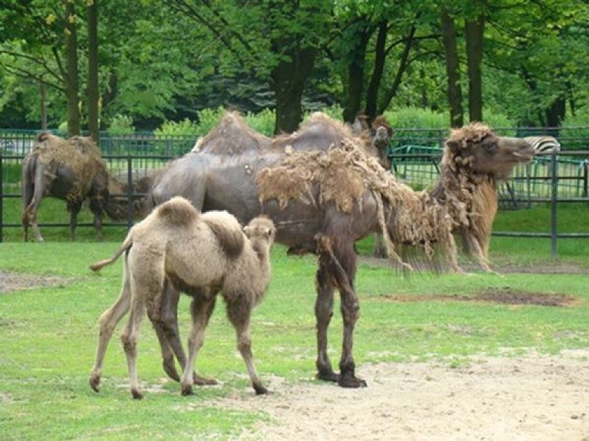 Śląskie zoo ma nowych mieszkańców