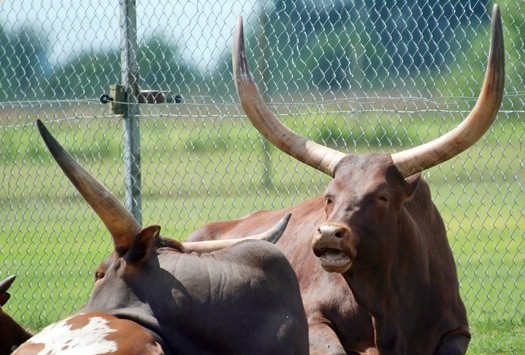 Watusi - bydło hodowane przez Masajów nad Jeziorem Wiktorii