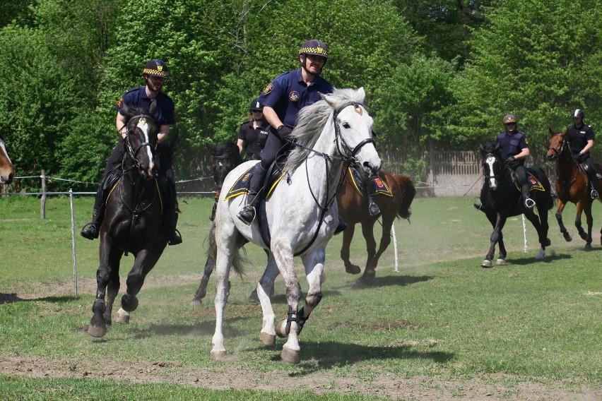 Ćwiczenia oddziałów konnych straży miejskiej i policji w...