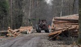 Rzeź lasów w Wałbrzychu i okolicy według mapy, która przeraża. Tereny leśne przeznaczone do wycinki