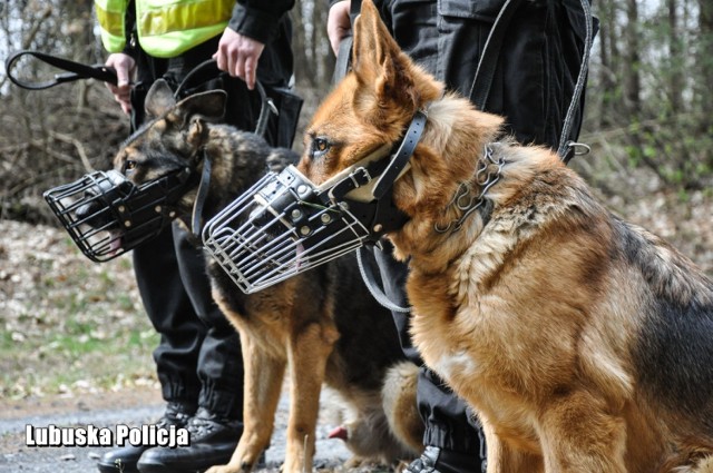 Policjanci szukali zaginionej kobiety. W akcji brały udział również psy.