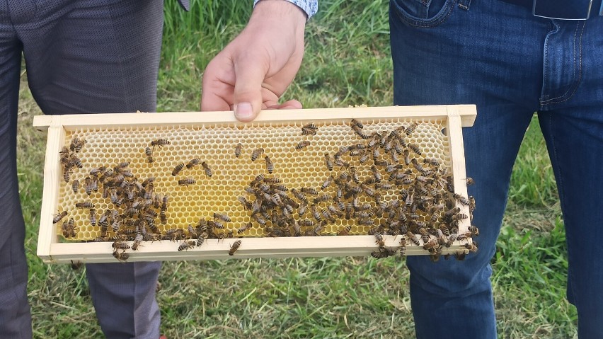 Akademia Kaliska uruchomiła własną pasiekę