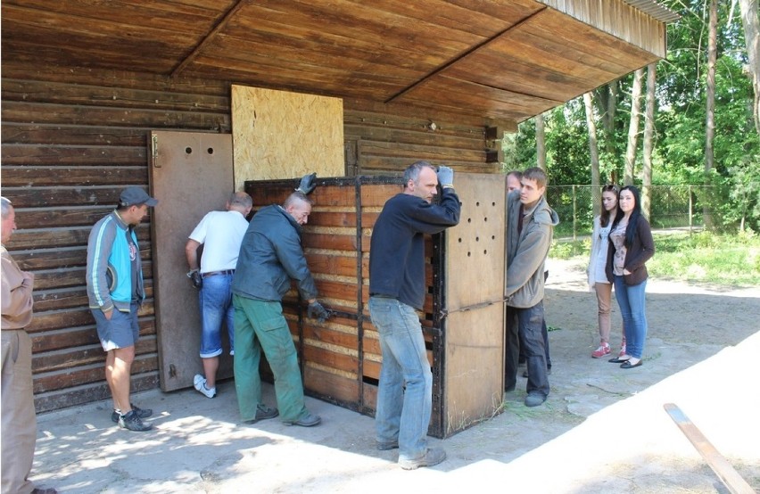 W myślęcińskim ZOO pojawił się nowy mieszkaniec. Tym razem aż z Czech [zdjęcia] 