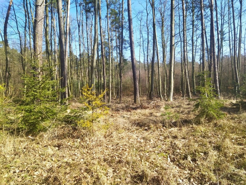 Leszno. Macie ochotę na nocleg w lesie? Od kilku dni możecie zrobić to w pełni legalnie. Nadleśnictwo Karczma Borowa zaprasza [ZDJĘCIA]