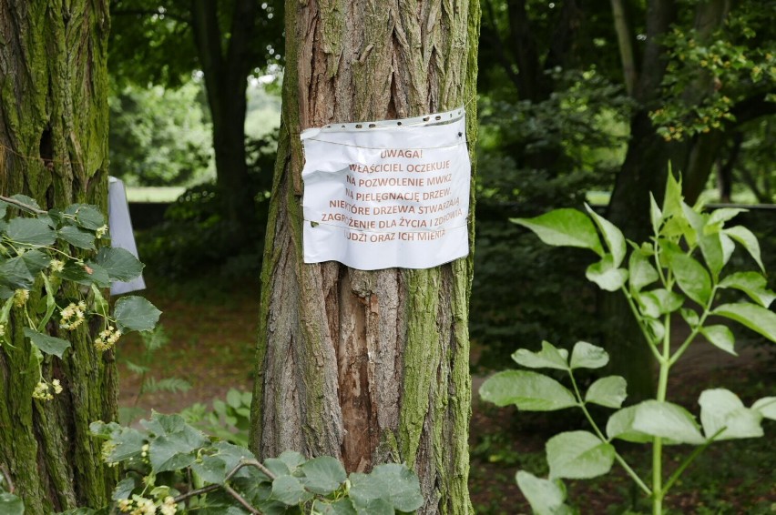 Warszawa. Ruszyła wycinka drzew w parku Skaryszewskim na zabytkowym terenie