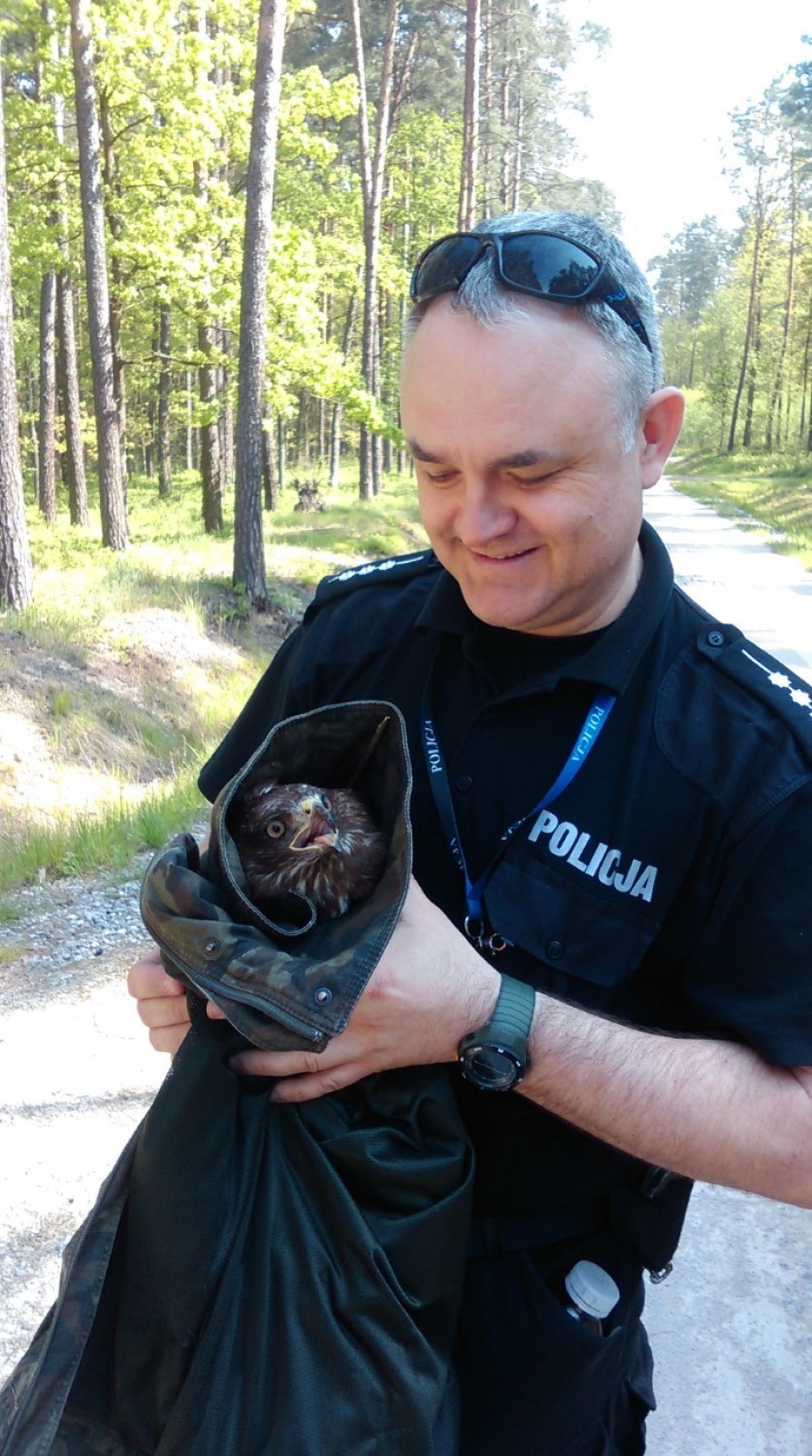 Policjant i strażnik leśny uratowali rannego myszołowa