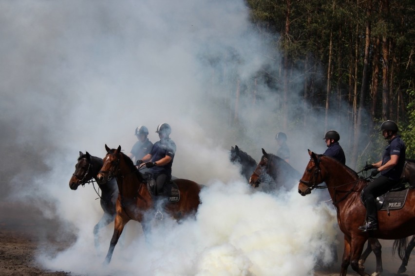 W Smardzewicach trwa atestacja policyjnych koni
