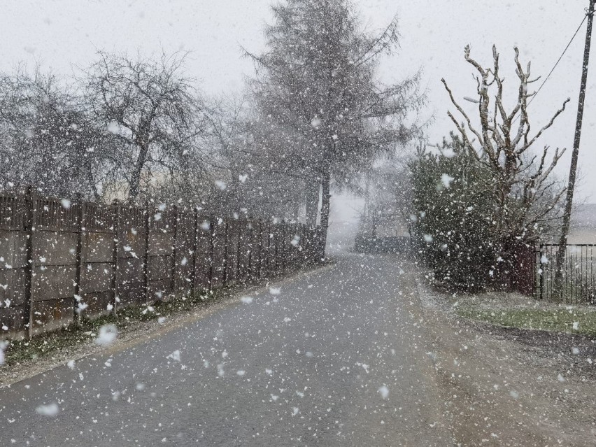 Śnieg i załamanie pogody w Kraśniku. Na prawdziwą wiosnę jeszcze musimy poczekać. Zobacz zdjęcia z Kraśnika i okolic