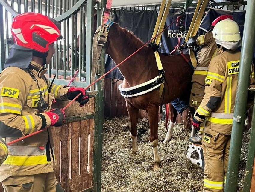 Strażacy z Kędzierzyna-Koźla pomagali podnieść konia, który...