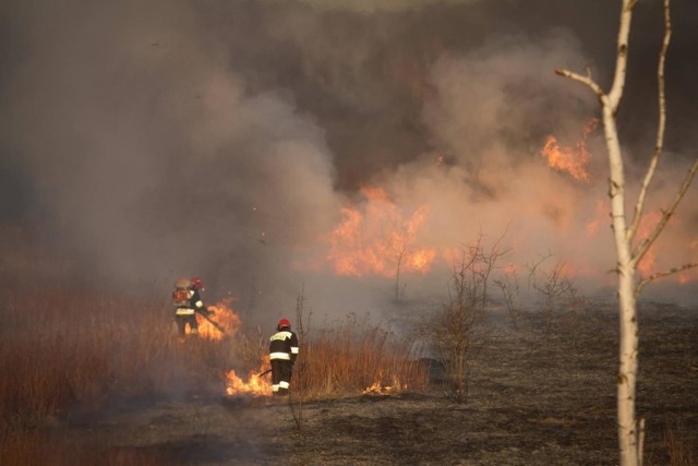 Paląca się trawa przy większym podmuchu może zmienić się w poważny pożar lasu