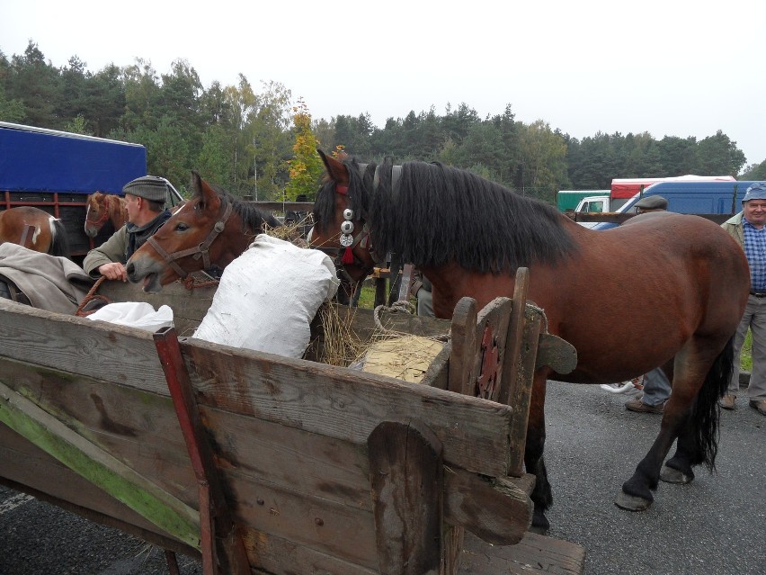 Żory: targi końskie w Kleszczowie po raz ostatni odbyły się 11 października 2011 [WIDEO]