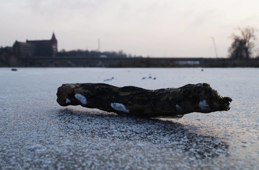 Zamarznięty Nogat w Malborku [ZDJĘCIA]. Wędkarze łowią spod lodu, mieszkańcy się przechadzają
