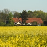 Płaskie Żuławy pokryte żółtymi dywanami rzepaku. Tylko wiosną takie krajobrazy /ZDJĘCIA,VIDEO