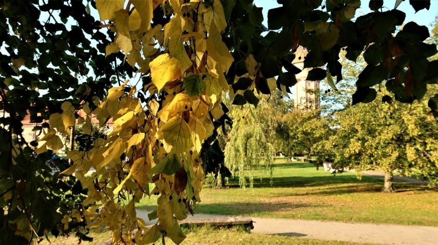 Góra. Burmistrz ogłosiła konkurs fotograficzny „Drzewo w krajobrazie gminy Góra”