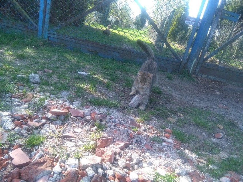 Działkowców z Abisynii irytuje dokarmianie wolno żyjących kotów. Trwa zbiórka środków na pomoc zwierzętom [ZDJĘCIA] 