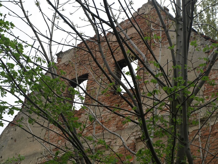 Oborniki. Ruiny klasztoru franciszkanów nad Wartą [Zdjęcia]