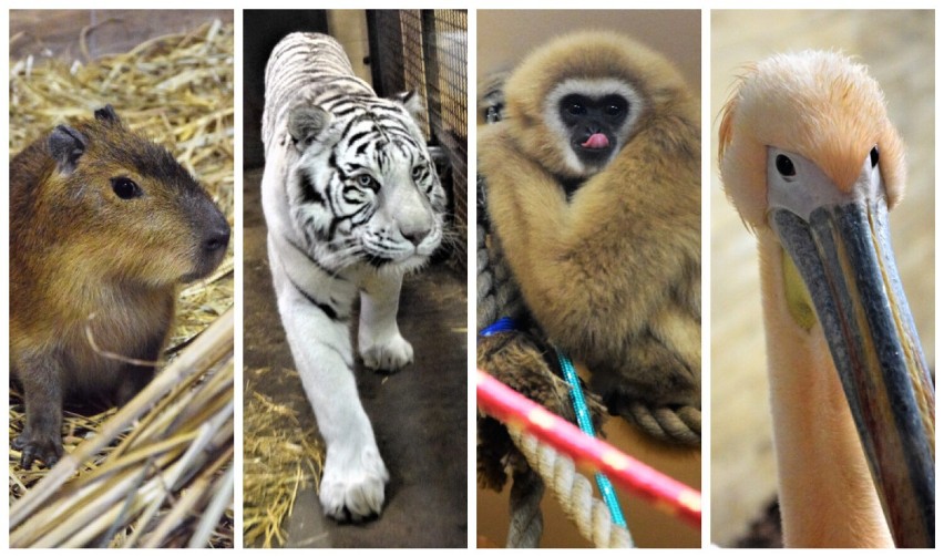 Nowa turystyczna atrakcja w Łódzkiem. Zoo Borysew urządziło Dom Zimowy. Do odwiedzin zaprasza od piątku 6 stycznia ZDJĘCIA