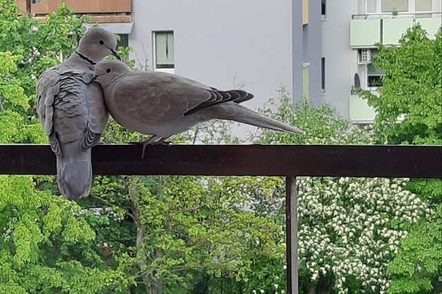 Zwierzęta w przestrzeni miasta uwiecznia Łukasz Berlik, prezes Opolskiego Towarzystwa Przyrodniczego. Zauważa, że niektóre gatunki przy­zwyczajają się do obecności człowieka, a środowisko miejskie potrafi - wbrew pozorom - ułatwiać przetrwanie z racji większej dostępności pokarmu i wyższych temperatur zimą.

- Jeśli chodzi o rzadkości, w Opolu zaobserwowano m.in. sępa płowego, orła cesarskiego, raroga, orlicę (gatunek mewy), kormorana małego czy świstunkę żółtawą - wylicza.

Gołębie okazują sobie miłość na balkonie.