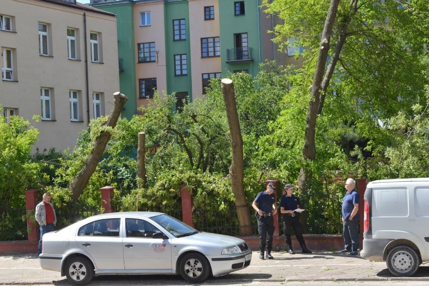 Awantura o wycinkę drzew przy Panoramicznej w Kielcach. Jajko dowodem w sprawie 