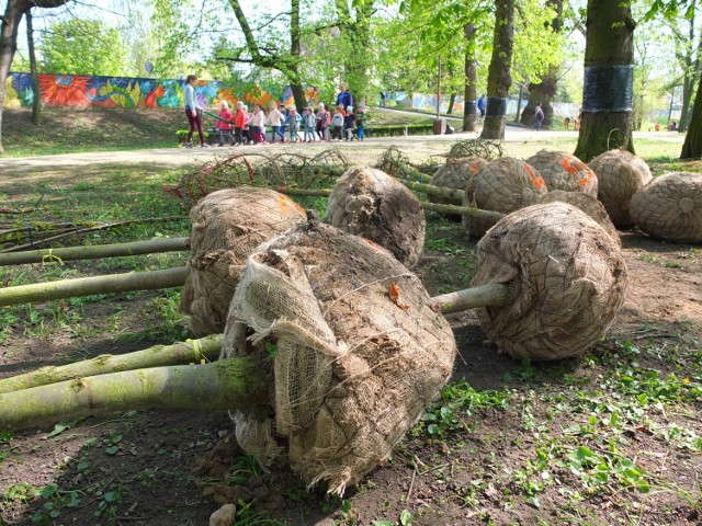 Nowe drzewa w parku Nadodrzańskim.