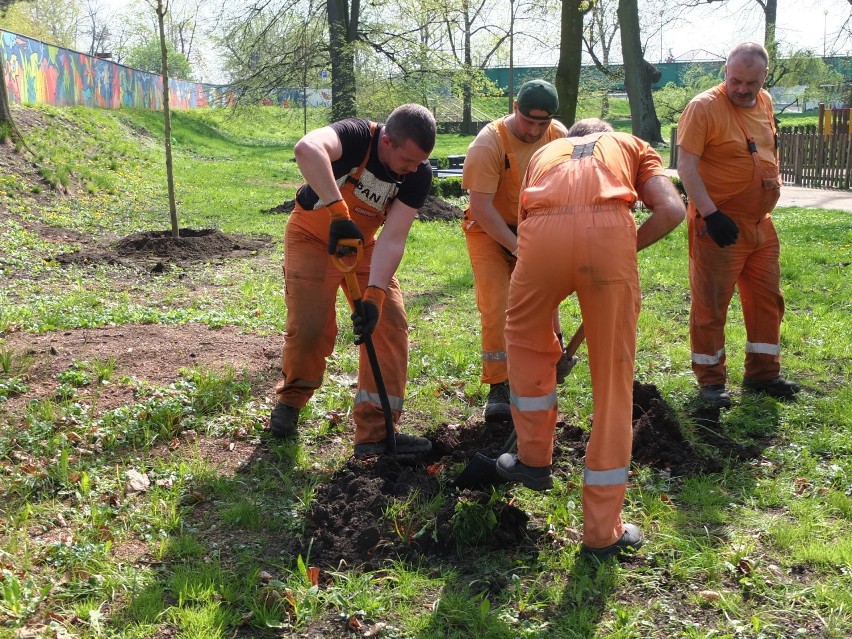 Nowe drzewa w parku Nadodrzańskim.