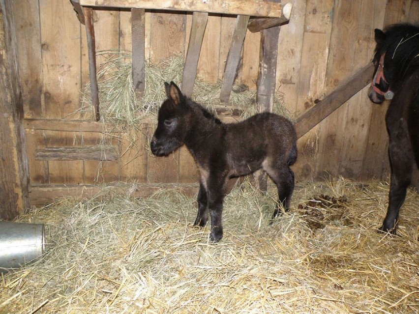 Mini ZOO w Łabuńkach: zwierzaki czekają na adopcje a stajenki i wybiegi na odświeżenie. Możesz POMÓC