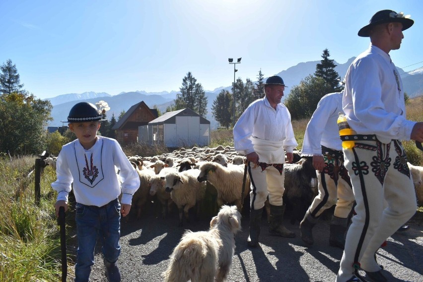 Owce i oscypki na Podhalu - to jest podstawa rolnictwa w tej...