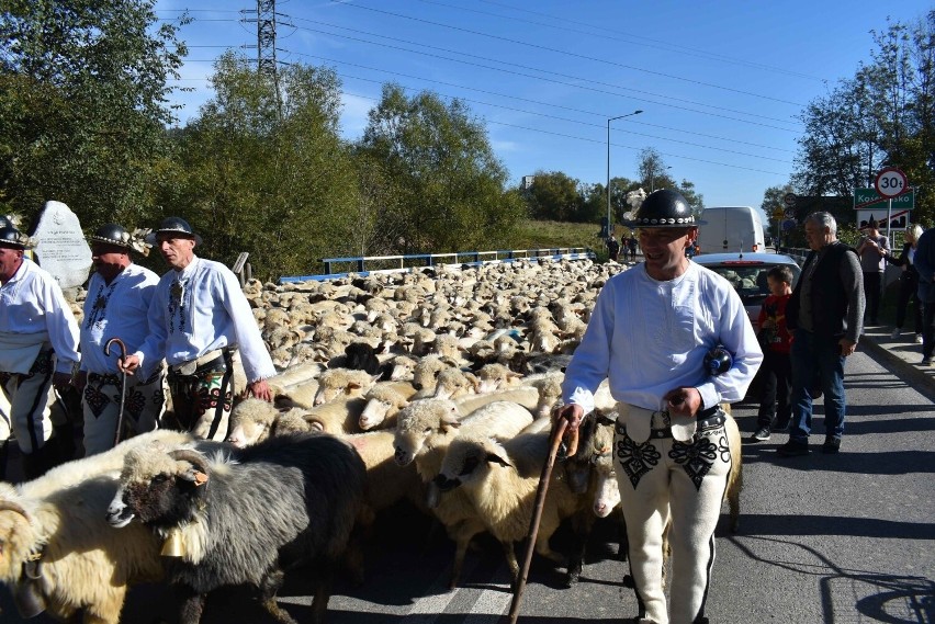 Owce i oscypki na Podhalu - to jest podstawa rolnictwa w tej...