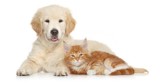 Duże zainteresowanie gminnym programem dopłat do kastracji domowych psów i kotów