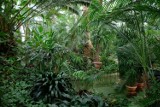 Palmiarnia w Gliwicach otwarta dla odwiedzających po przerwie! Kto wybiera się do tropików w centrum Gliwic?