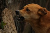 Straż miejska w Jastrzębiu: "pies bez kagańca podbiega do mojego dziecka, przyjedźcie, bo jeszcze kogoś ugryzie"