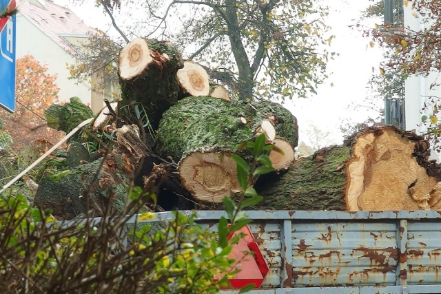 Wierzbę załadowano na przyczepę i wywieziono.