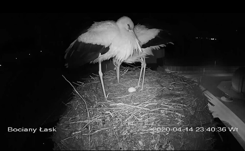 Cztery jaja w bocianim gnieździe z kamerą w Łasku [zdjęcia]