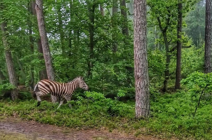 W nadmorskich lasach zauważono... zebrę! Takie widoki tylko nieopodal Jantaru