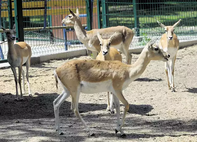 Samice antylopy garny wkrótce będą miały kawalera.