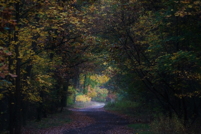Jesień w podinowrocławskim lesie [zdjęcia]