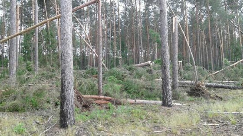 Huragan połamał drzewa