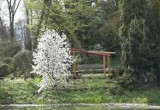 Wiosna w pełni w Arboretum w Bolestraszycach koło Przemyśla. Warto się tutaj wybrać na wycieczkę [ZDJĘCIA]
