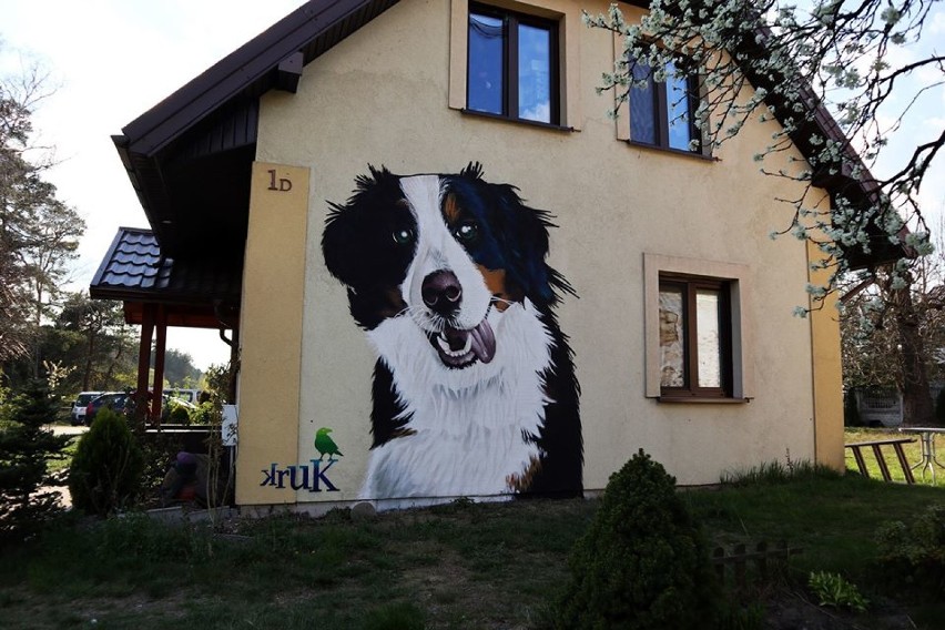 Portret psa na ścianie domu. To kolejne dzieło KRUKA