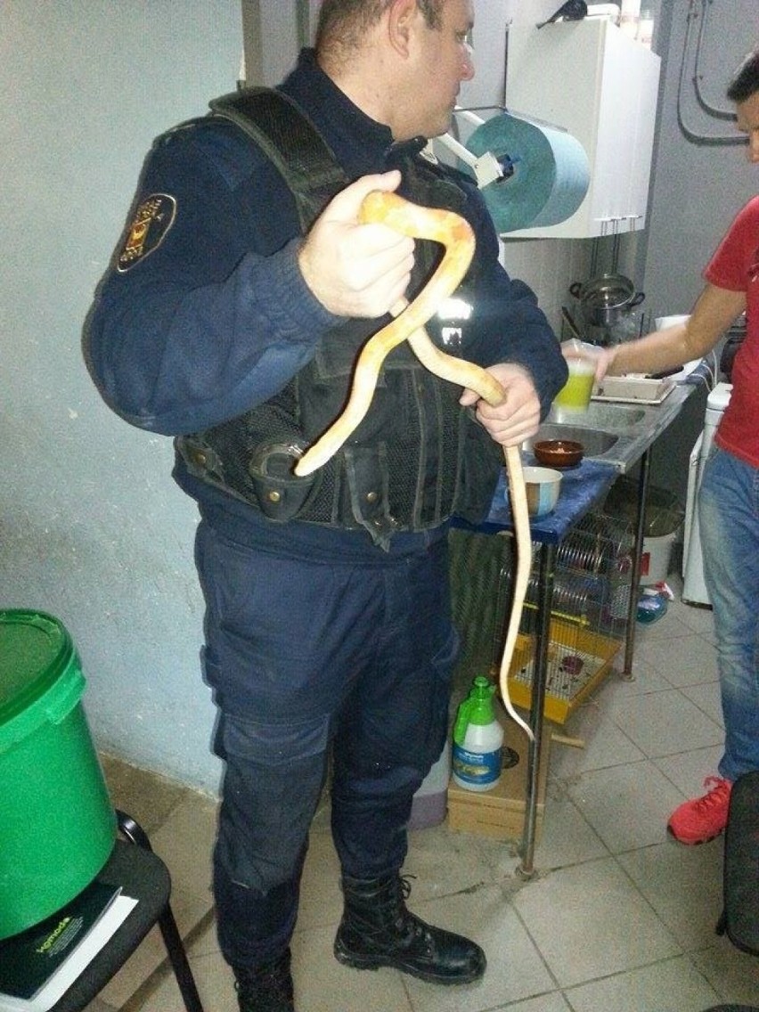1,5-metrowy wąż schwytany przy ul. Antoniny w Łodzi [ZDJĘCIA, FILM]