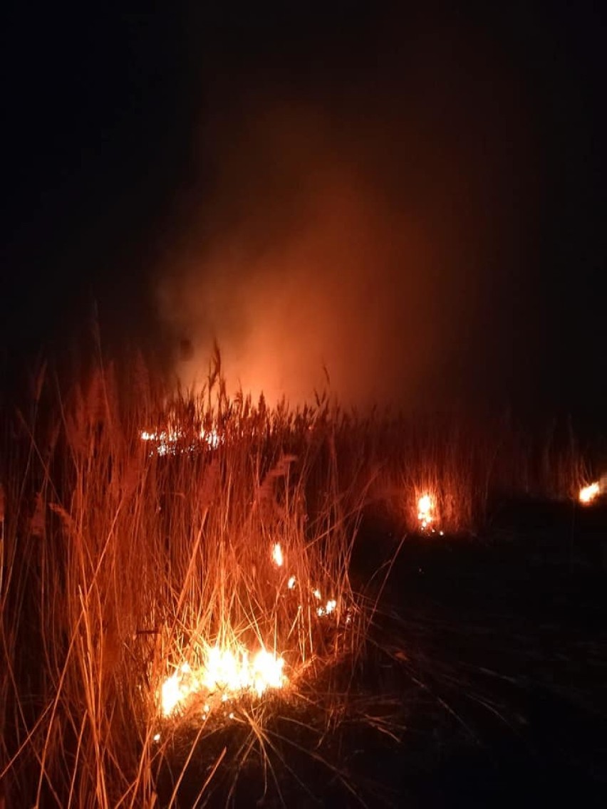 Pożary suchych traw w powiecie radomszczańskim. W Kajetanowie spłonęło 8 ha [ZDJĘCIA]