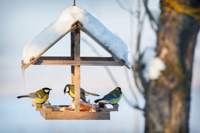 Jeśli zamontujemy karmnik na balkonie lub w ogrodzie i zaczniemy dokarmiać ptaki, to musimy to robić regularnie, aż do wiosny. Często ptaki przylatują do karmika z daleka i jeśli nie znajdą w nim pożywienia, to mogą nie mieć już siły na zdobycie pokarmu w innym miejscu.